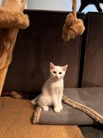 Lieve kittens op zoek een nieuw huisje, Dieren en Toebehoren, Katten en Kittens | Raskatten | Korthaar, Kater, 0 tot 2 jaar