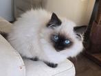 Ragdoll kitten met stamboom / garantie/ getest dna / echo, Dieren en Toebehoren, Poes, Ontwormd