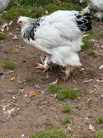 Trio brahma columbia groot  br 2025, Dieren en Toebehoren, Pluimvee, Meerdere dieren, Kip