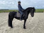 sympathieke merrie, Dieren en Toebehoren, Paarden, Merrie, Gechipt, 3 tot 6 jaar, L