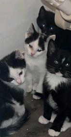 kittens, Dieren en Toebehoren