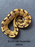 Enchi het Lavender Albino vrouw koningspython ballpython, Slang