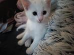 Kleine zoeken nieuw thuis met veel liefde!