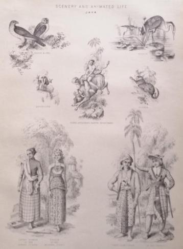 Scenery and animated life - gravure -Java - Indonesië beschikbaar voor biedingen
