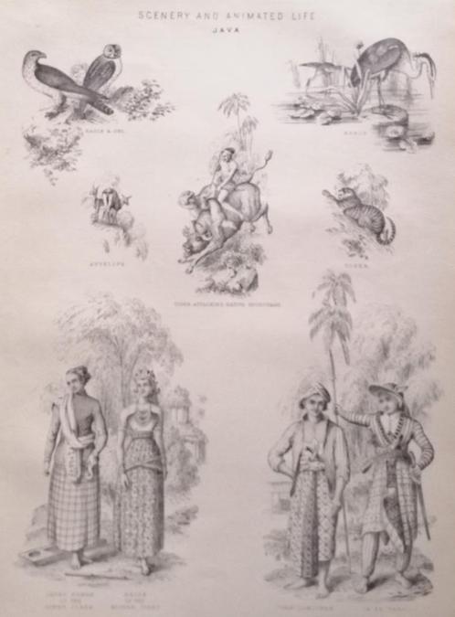 Scenery and animated life - gravure -Java - Indonesië, Antiek en Kunst, Kunst | Etsen en Gravures, Ophalen of Verzenden
