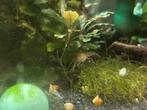 2 cpo kreeftjes wildkleur, Dieren en Toebehoren, Vissen | Aquariumvissen, Vis