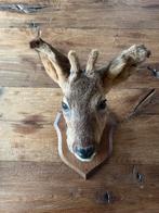 Opgezette reeënkop, Ophalen of Verzenden, Gebruikt, Hert, Gewei of Kop