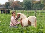 Bonte shetlander hengstveulen, Niet van toepassing, 0 tot 2 jaar, Hengst, A pony (tot 1.17m)