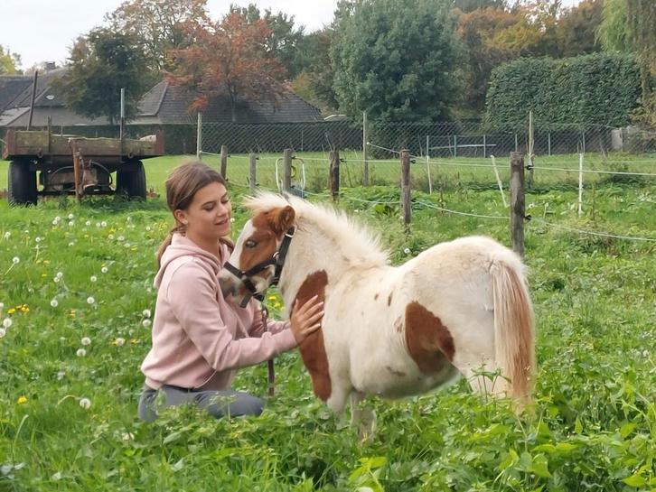 Bonte shetlander hengstveulen, Dieren en Toebehoren, Pony's, Hengst, Niet van toepassing, A pony (tot 1.17m), 0 tot 2 jaar, Gechipt