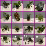 Diverse kleinere kamerplanten pot 10-12cm, Huis en Inrichting, Kamerplanten, Ophalen, Overige soorten, Minder dan 100 cm