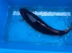 Koi karper, Dieren en Toebehoren, Vissen | Vijvervissen, Karper of Koi