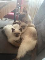 Siameese kittens te koop, Dieren en Toebehoren, Katten en Kittens | Raskatten | Korthaar, Poes