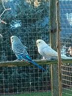 Koppel grasparkieten, Meerdere dieren, Parkiet