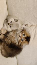 Brits korthaar kittens, Dieren en Toebehoren, Katten en Kittens | Raskatten | Langhaar, Meerdere dieren