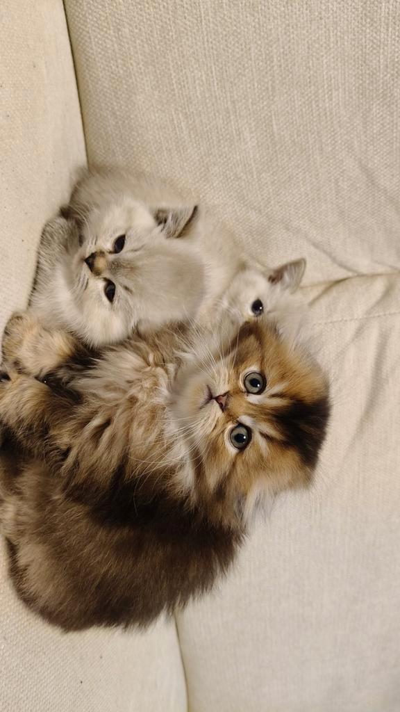 Brits korthaar kittens, Dieren en Toebehoren, Katten en Kittens | Raskatten | Langhaar, Meerdere dieren