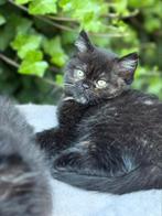 Britse korthaar kittens, Dieren en Toebehoren, Katten en Kittens | Raskatten | Langhaar, Poes, Gechipt, 0 tot 2 jaar