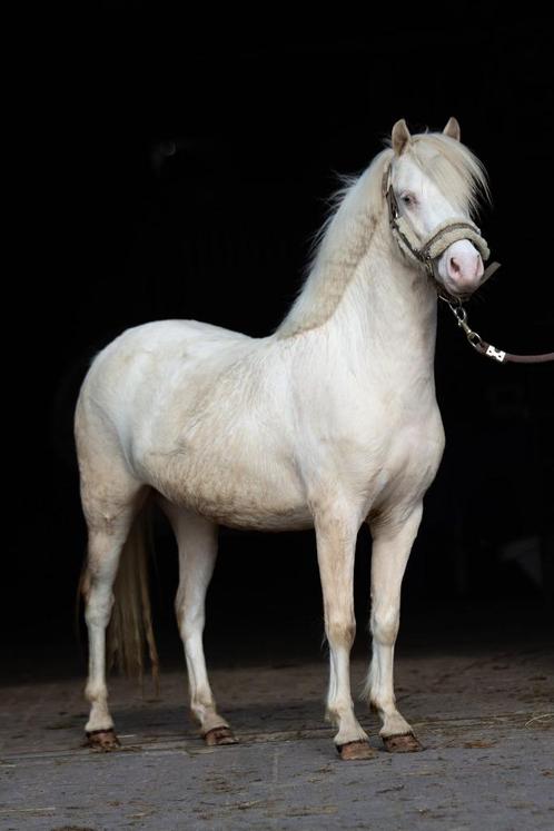 Cremello 3 jarige Welsh A merrie, Dieren en Toebehoren, Pony's, Merrie, Onbeleerd, B pony (1.17m tot 1.27m), Dressuurpony, 3 tot 6 jaar