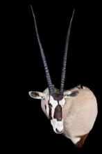 ORYX, Verzamelen, Ophalen, Nieuw, Overige soorten, Opgezet dier
