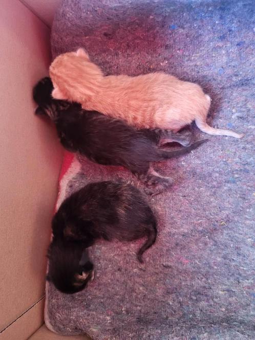 Moederdag kittens., Dieren en Toebehoren, Katten en Kittens | Overige Katten, Kater