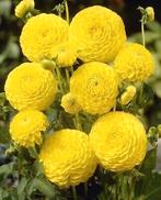 Dahlia, Ophalen of Verzenden