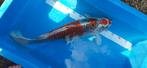 Koi Kujaku SSF, Karper of Koi