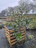Magnolia Grandiflora - exclusieve groenblijvende magnolia, Ophalen of Verzenden, Overige soorten, Struik, 100 tot 250 cm