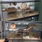 Gerbilkooi met schuifruiten – Gerbilarium / gerbil terrarium, Minder dan 60 cm, Nieuw, Ophalen of Verzenden, Hok