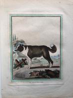 Buffon Le Chien D'Islande (The Icelandic Dog) 1770, Antiek en Kunst, Kunst | Etsen en Gravures, Ophalen of Verzenden