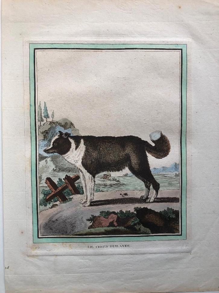 Buffon Le Chien D'Islande (The Icelandic Dog) 1770, Antiek en Kunst, Kunst | Etsen en Gravures, Ophalen of Verzenden