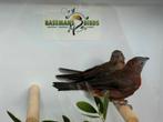 Rode kroonvinken - Coryphospingus cucullatus, Meerdere dieren, Tropenvogel, Geringd