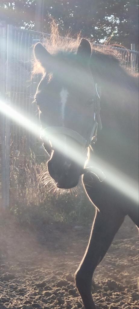 Super mooi ASPC AMHR BMP NMPRS fokmerrietjes, Dieren en Toebehoren, Paarden en Pony's | Dekhengsten en Fokmerries, Merrie