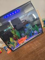 Aquarium  met vissen, Dieren en Toebehoren, Vissen | Aquariumvissen, Vis