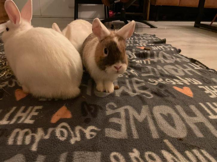 Dwergkonijnen rammetjes 18 weken, Dieren en Toebehoren, Konijnen, Dwerg, Mannelijk