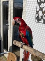 Groenvleugel ara, Dieren en Toebehoren, Vogels | Parkieten en Papegaaien, Vrouwelijk, Papegaai, Tam