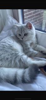 Chinchilla Kater te koop, Dieren en Toebehoren, Kater