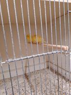 WATERSLAGERS, Dieren en Toebehoren, Vogels | Kanaries, Meerdere dieren, Zangkanarie