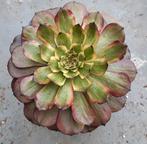 Aeonium Venus, Vetplant, Ophalen of Verzenden, Minder dan 100 cm, Volle zon