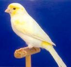 Prachtige Jonge Broedrijpe Geel mozaik kanaries, Meerdere dieren, Kleurkanarie