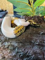 Koningspython nk2025 leopard pied man, Slang, 0 tot 2 jaar