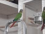 Te koop na de Tentoonstelling diverse vogels., Dieren en Toebehoren, Vogels | Parkieten en Papegaaien, Meerdere dieren, Parkiet