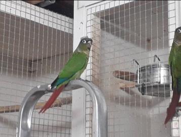 Te koop na de Tentoonstelling diverse vogels. beschikbaar voor biedingen