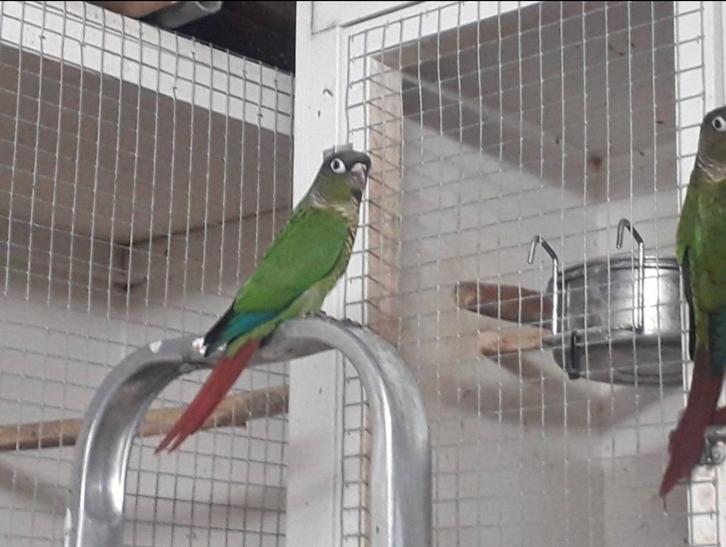 Te koop na de Tentoonstelling diverse vogels., Dieren en Toebehoren, Vogels | Parkieten en Papegaaien, Parkiet, Meerdere dieren