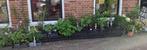 Tuinplanten hobby, biologisch gekweekt voor kleine prijsjes, Ophalen, Vaste plant, Overige soorten