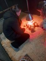 Bijbaantje gezocht tussen het boeren/vee werk!, Doe-het-zelf en Verbouw, Dakpannen en Dakbedekking, Overige materialen, Overige kleuren