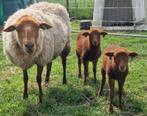 TE KOOP/GEZOCHT Solognote schapen en wol, Schaap, Meerdere dieren, 0 tot 2 jaar