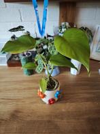 Monstera Deliciosa, Huis en Inrichting, Kamerplanten, Groene kamerplant, Ophalen of Verzenden, Overige soorten, Minder dan 100 cm