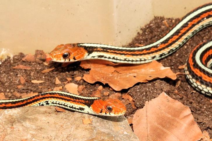 Thamnophis sirtalis tetrataenia, Dieren en Toebehoren, Reptielen en Amfibieën, Slang, 0 tot 2 jaar