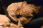 1 Cockapoo pup reutje F1BBB, Dieren en Toebehoren, Honden | Niet-rashonden, Rabiës (hondsdolheid), Reu, 8 tot 15 weken, Eén hond