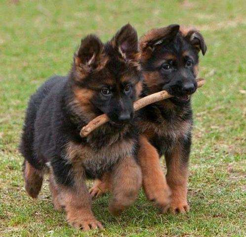 trainingsveld oefenterrein gezocht, Diensten en Vakmensen, Dieren | Honden | Verzorging, Oppas en Les