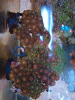 Koraal stekken zoanthids chalice, Dieren en Toebehoren, Ophalen, Zo goed als nieuw, Plant(en), Steen of Hout